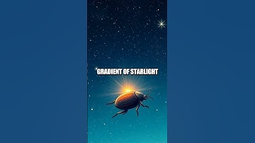 Remarkable Science: Dung Beetles and Milky Way Navigation