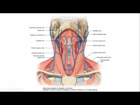 vaten deel 5 hals en hoofd venen