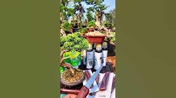 Cưa xếp tiện dụng làm Cây cảnh, bonsai (lh 0987658370) #bonsaishop #bonsai