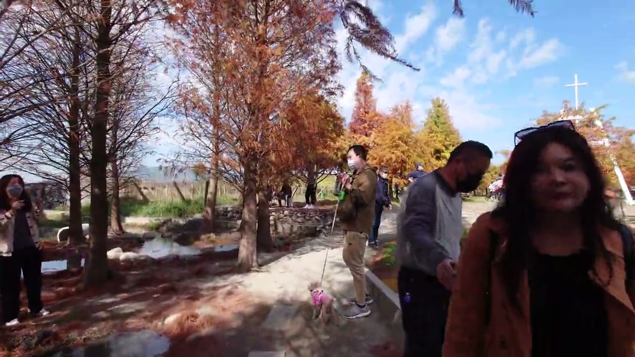 Swamp Cypress - Tai'an Township, Miaoli County, Taiwan //4k