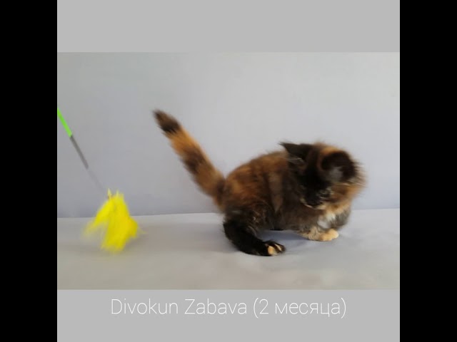 Забава (Divokun Zabava) кошка мейн-кун черепаховый окрас (2 месяца)