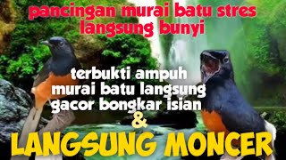 pancingan murai batu stres agar bunyi || terbukti sangat ampuh langsung moncer