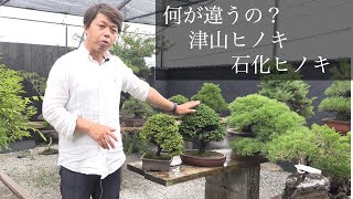 石化」「津山」何が違うの ? 檜盆栽の違い - YouTube