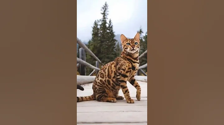 Video 9122741: leopard cat, bengal cat, meet bengal, leopard spotted, wild cat, cat home, cat house