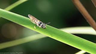 European Bee Wolf (Philanthus Triangulum) - Brighton, September 2020 Just a few decades ago this fascinating solitary wasp was restricted to small population on the Isle of Wight and a very few scattered localities Suffolk.

Since the 1980's, it's vastly increased it's range to cover the south of England and even more recently has spread northward.

Once found only on open sandy ground on lowland heathland and coastal dunes, it may now be sometimes be found in or around isolated sandy areas in chalk heath, post-industrial sites, city parks and gardens. 

The females are notorious predators of the Honeybee, which they paralyse and transport back to their extensive chamber and tunnel-filled nest, there to be stored for the larva to feed upon.

This tiny specimen is male, the female being significantly larger, needing as it does, to be able to carry a Honeybee victim between its legs.

PK

(To subscribe for free to my wildlife video channel, please click on 'subscribe' or visit www.youtube.com/user/Thepkb22