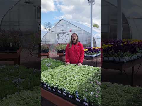 Video: Creeping Phlox: varianter, trekk ved planting og stell