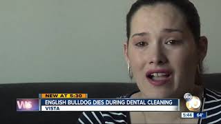 English Bulldog dies during dental cleaning