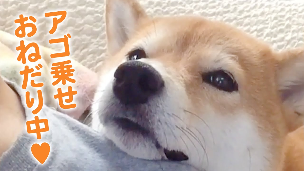 かわいい柴犬】甘えんぼうな柴犬・コウちゃんの、ここが好き…！ - YouTube