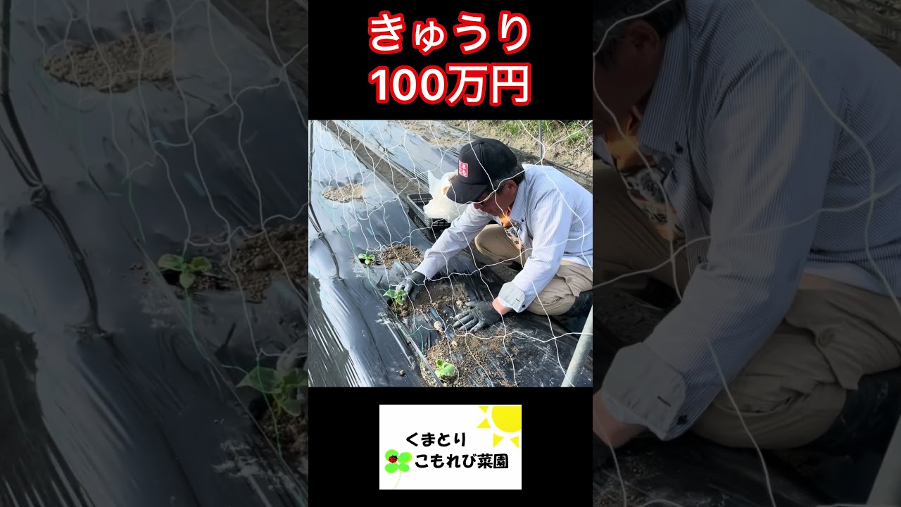 きゅうりで100万円!お金って無事 #農ある暮らし #家庭菜園 #現代農業