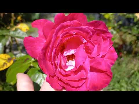 Video: Starting Rose Seeds: rozen kweken uit zaad