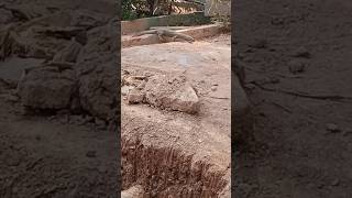 ഉടുമ്പ് ഒരു ഭീകര ജീവി ആണോ ?#wildanimals #monitorlizard