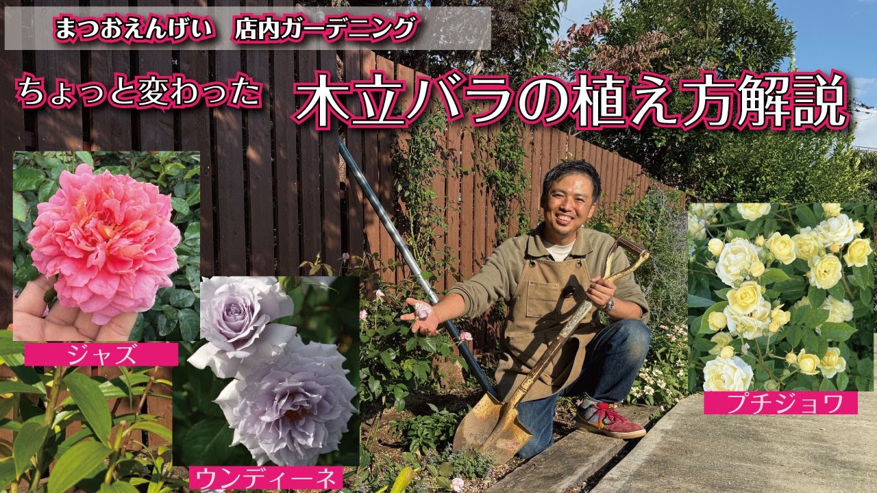 四季咲きバラを庭植え「３つのパターン」解説します！