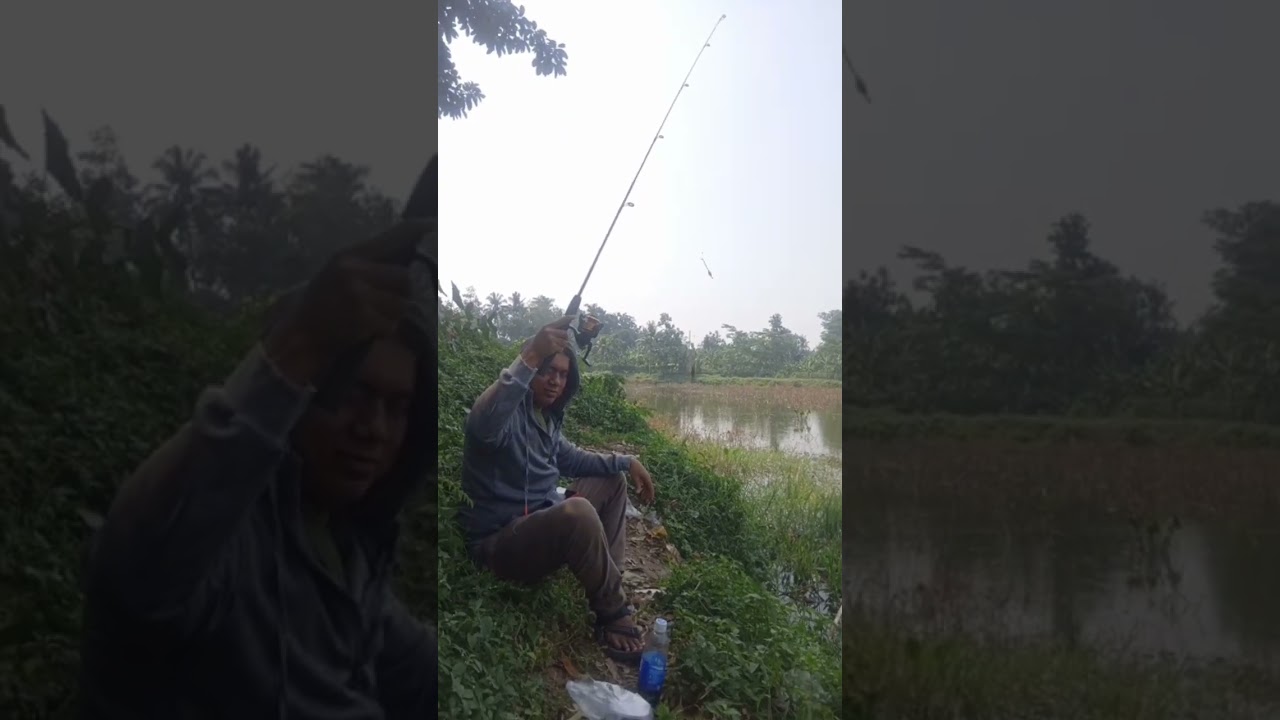streak ikan tiger fish di danau 