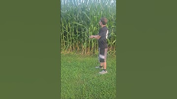 WATERING CORN #youtubeshorts #FUNNY #YOUTUBE #TRENDING #VIRALVIDEO #VIDEO #SHORTS #SHORTVIDEO #FYP
