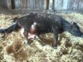 Jersey Cow Giving Birth- Pt 2
