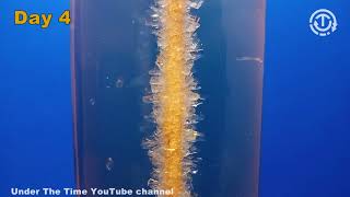 Grow Crystals From Sugar (Crystal Candy) time lapse