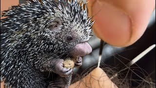 Poked by a porcupine!!