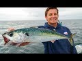 GIANT Baits for Bluefin Tuna! Catch Clean Cook- Atlantic Mackerel (Bait Taste Test)-New England pt.2