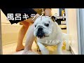 【Bull dog】風呂が大っ嫌いなブルドックの入浴シーンはコレ❗️