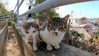 崖っぷちで休む野良猫たち