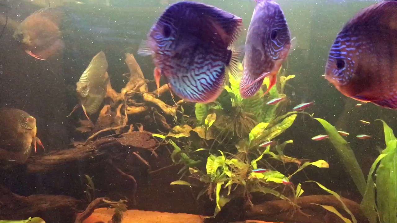 Discus Youtube Video discus - YouTube