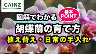 胡蝶蘭の育て方 植え替え 水やり 増やし方など図解でわかるコチョウランの育て方 カインズ公式チャンネル Youtube