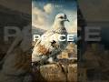 Peace Over Gaza And Jerusalem Seron Prod Tico Danielsson Hiphop Rap Peace Shalom Salem mp3