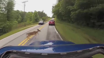¿Qué hacer tras atropellar a un ciervo?
