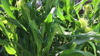Кукуруза царица полей. Как вырастить кукурузу. полезные свойства