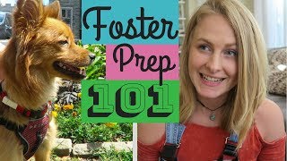 How to Prepare for a Foster Dog