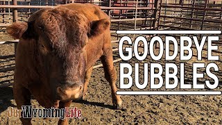 Taking a Bull to Auction - Bubbles Leaves the Cattle Ranch