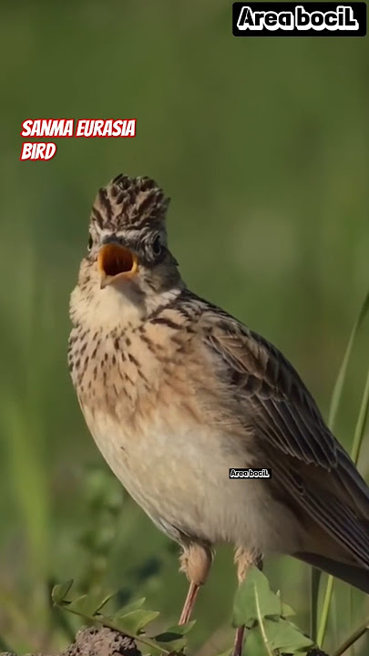 Sanma Eurasia Bird. #nameofbirds #birds #wildlife #animals