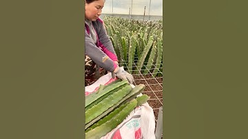 Growing Dragon Fruit From Cutting #farmingtechniques @RomFarm