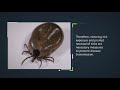 The Life Cycle of a Tick
