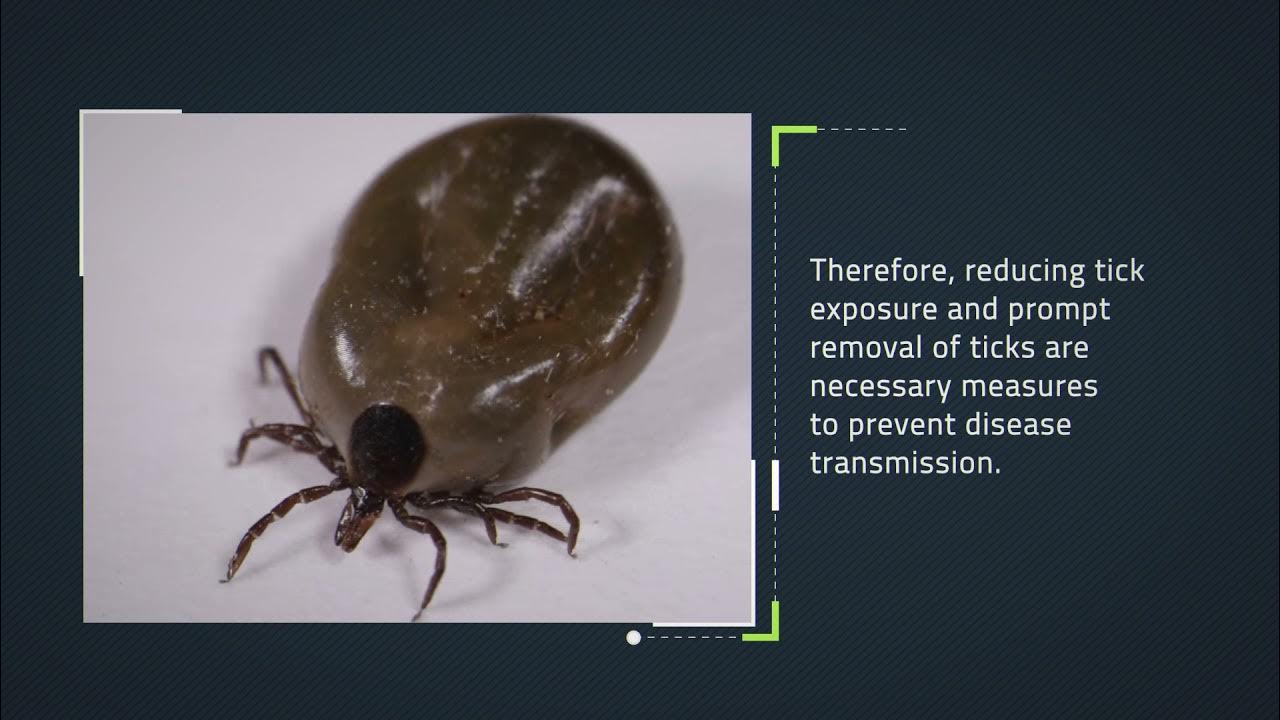 The Life Cycle Of A Tick - Youtube