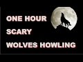 Wolves Howling Sounds | One Hour | HQ