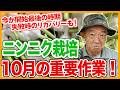 家庭菜園や農園のニンニク栽培を始めるなら今！10月重要作業と失敗時リカバリーできるニンニクの育て方！【農家直伝】
