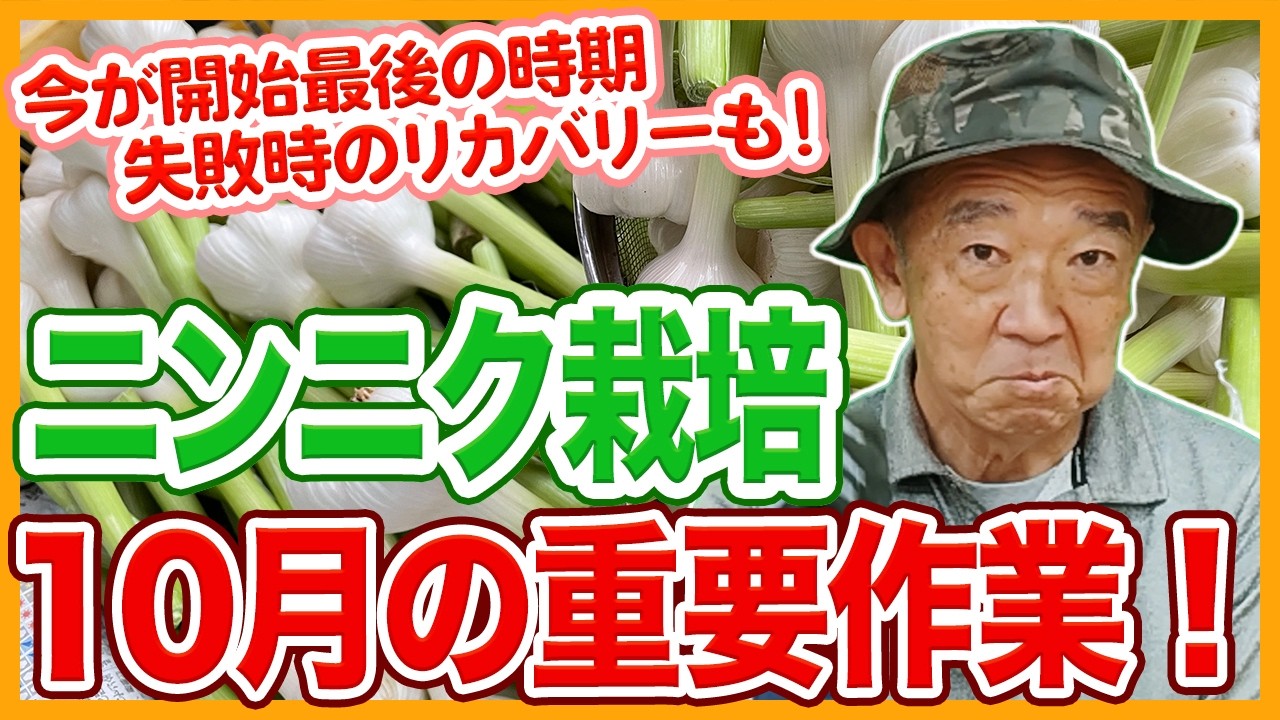 家庭菜園や農園のニンニク栽培を始めるなら今！10月重要作業と失敗時リカバリーできるニンニクの育て方！【農家直伝】