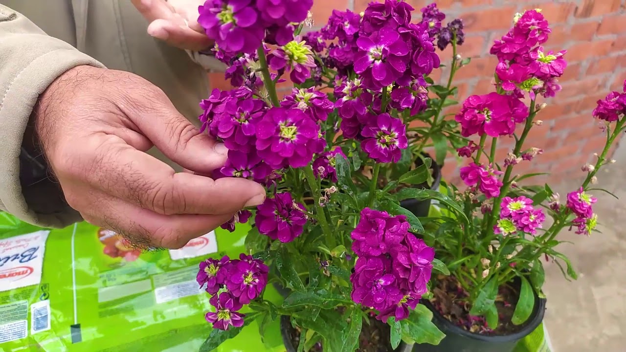 روائع الدكتور  وجمال نبات المنتور Mathiola incana