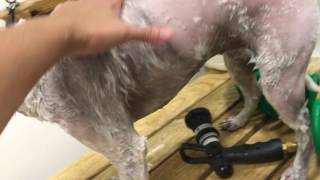Winnie Matted Dog Groom Video 3 of 4
