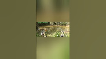 HỘI CÂU CÁ BÌNH DƯƠNG câu cá TRA khủng ao bỏ hoang