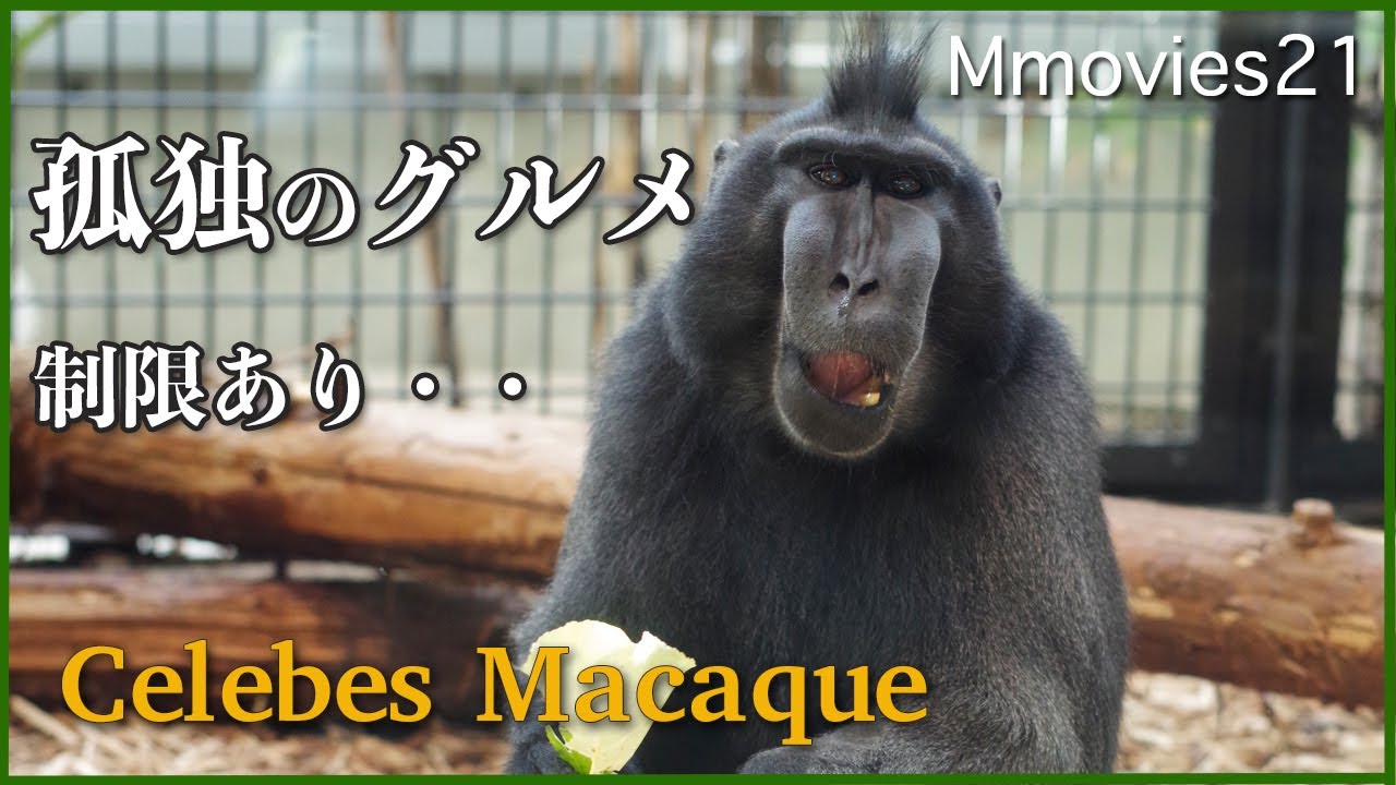 北海道では円山動物園だけが飼育 クロザルのアサギ 北の暮らし 札幌 宮の森から