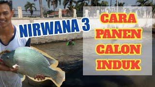 Download Lagu Cara seleksi calon induk Nila Nirwana 3 MP3 Download Lagu Cara seleksi calon induk Nila Nirwana 3 MP3