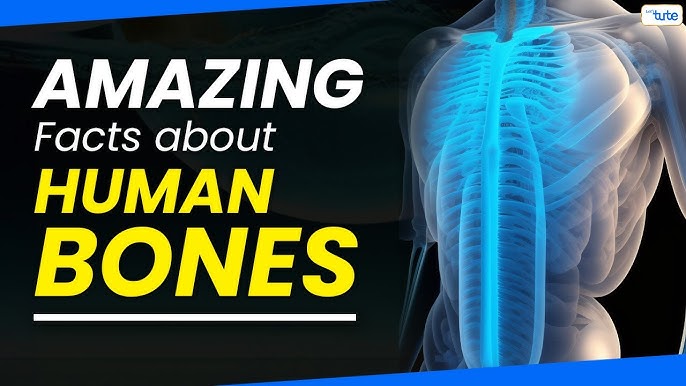 How Many Bones Are in the Human Body, And Other Fascinating Facts