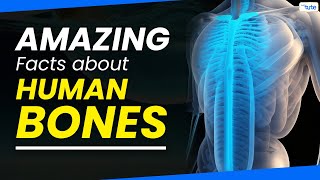 Amazing Facts of Human Skeleton | Structure of Human Bone| Letstute