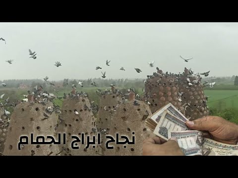 اسرار نجاح مشروع  ابراج الحمام شاهد اقدم واكبر ابراج الحمام في مصر / طبيب الحمام