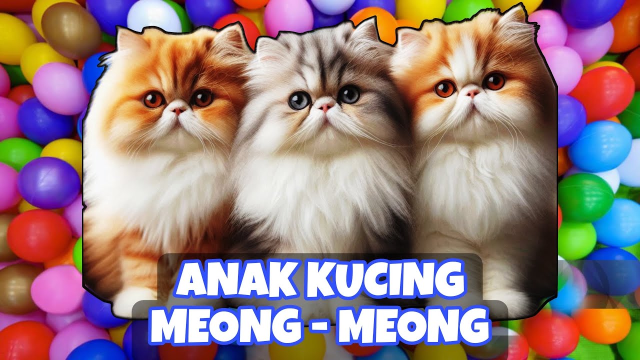 ANAK KUCING MEONG MEONG‼️ KUCING KECIL KUCING KAWIN‼️KUCING MEONG MEONG #kucinglucu
