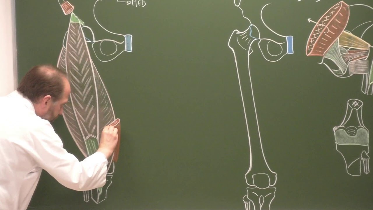 MI 5 : Muscles de la cuisse [Thigh muscles]
