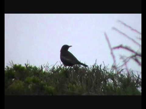 camera iphone 8 plus apk Ring Ouzel, Brownstown Head, Waterford 2012