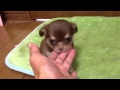 13.6.25 チョコタン チワワちゃん